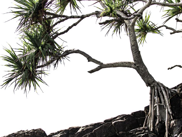 Pandanus