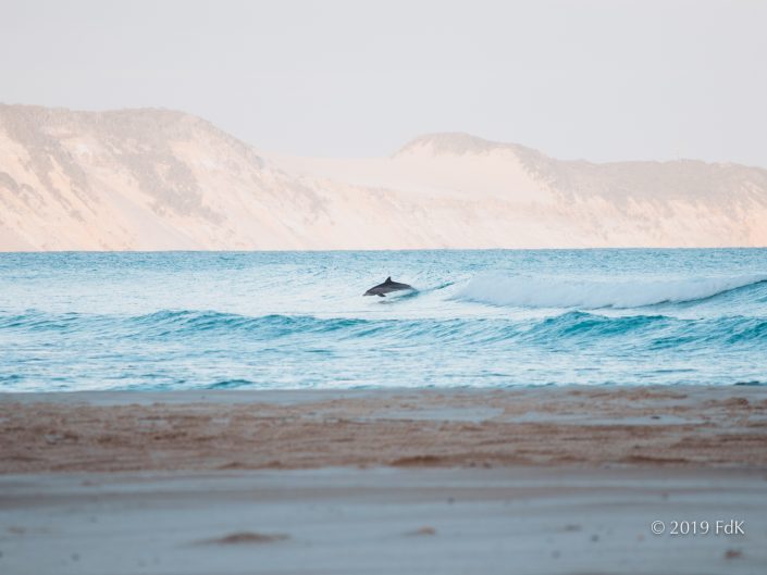 Rainbow Dolphin
